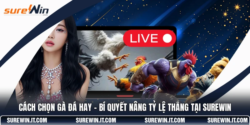 Cách Chọn Gà Đá Hay - Bí Quyết Nâng Tỷ Lệ Thắng Tại SUREWIN