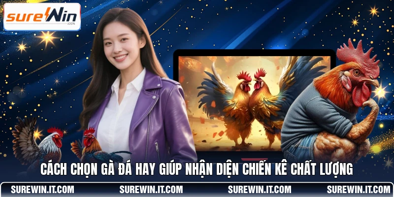Cách chọn gà đá hay giúp nhận diện chiến kê chất lượng 
