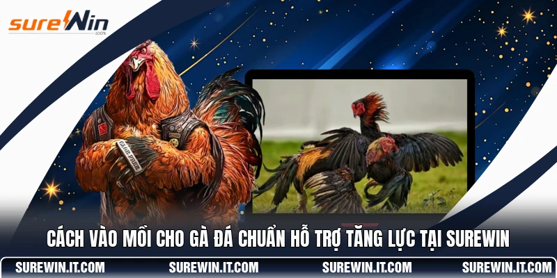 Cách Vào Mồi Cho Gà Đá Chuẩn Hỗ Trợ Tăng Lực Tại SUREWIN