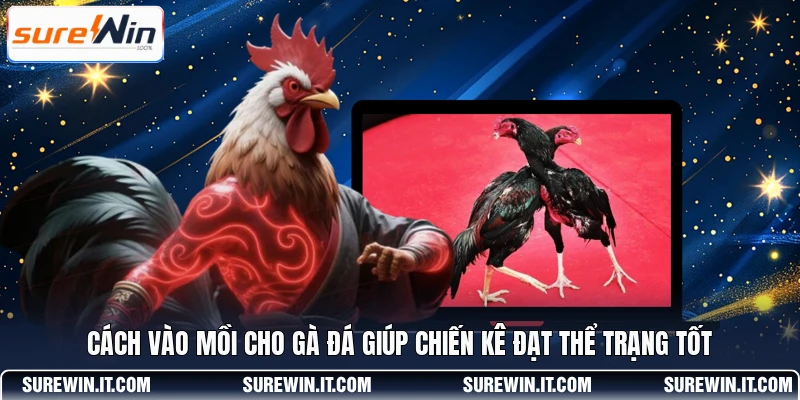 Cách vào mồi cho gà đá giúp chiến kê đạt thể trạng tốt 