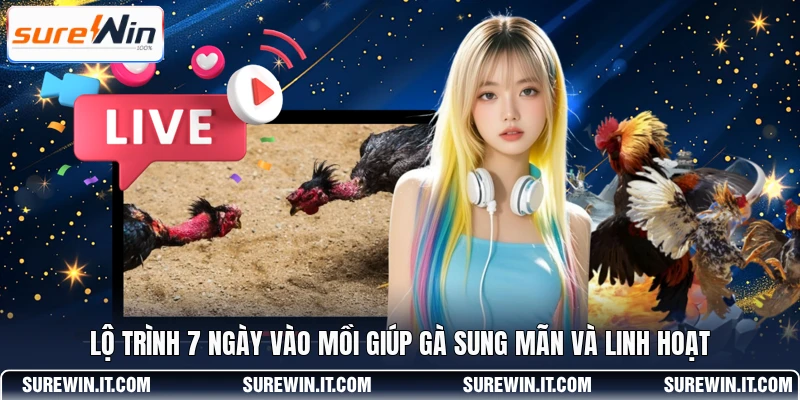 Lộ trình 7 ngày vào mồi giúp gà sung mãn và linh hoạt 