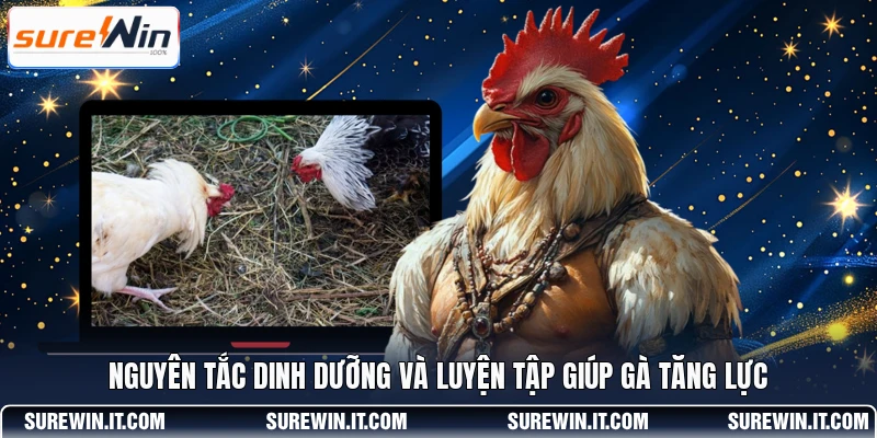 Nguyên tắc dinh dưỡng và luyện tập giúp gà tăng lực 