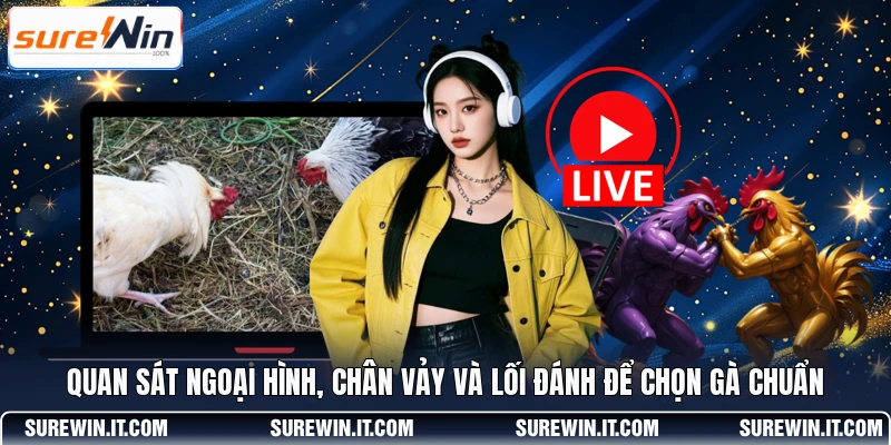 Quan sát ngoại hình, chân vảy và lối đánh để chọn gà chuẩn 